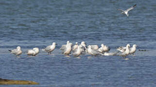 Slender-billed Gull