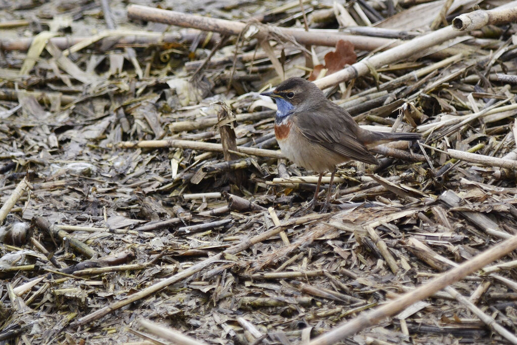 Bluethroat