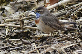 Bluethroat