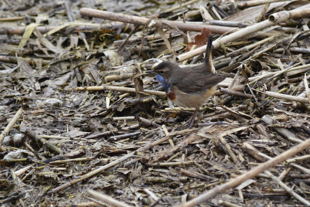 Bluethroat