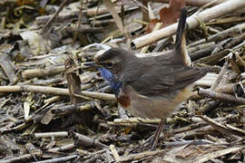 Bluethroat