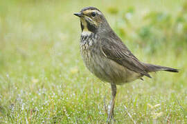 Bluethroat