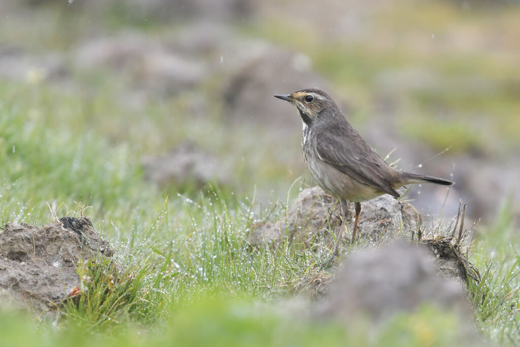 Bluethroat female adult, identification