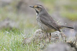 Bluethroat