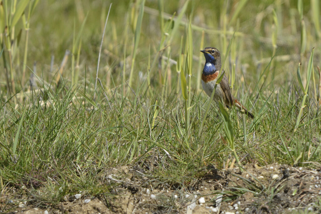 Gorgebleue à miroir mâle adulte, identification