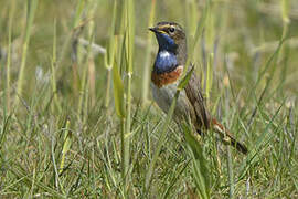 Bluethroat