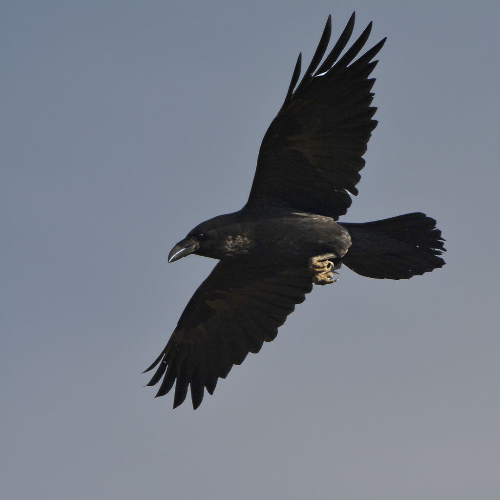 Northern Ravenadult, identification