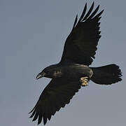 Northern Raven