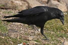 Northern Raven