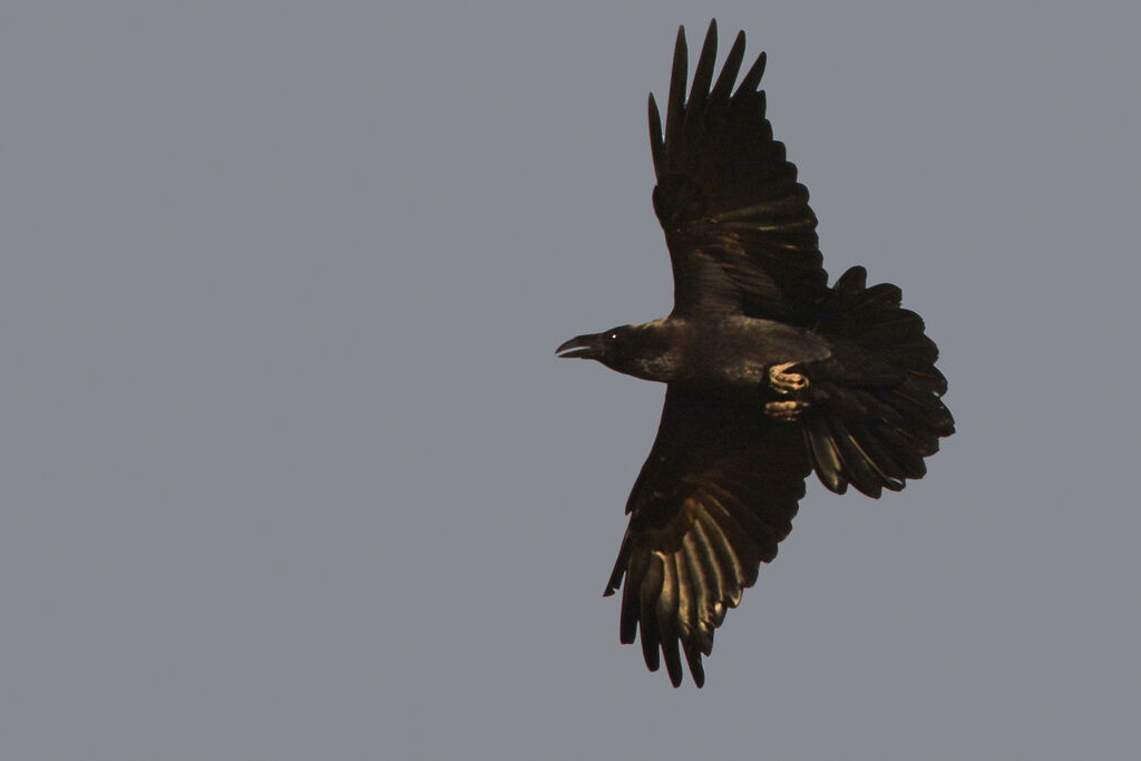 Northern Ravenadult, Flight