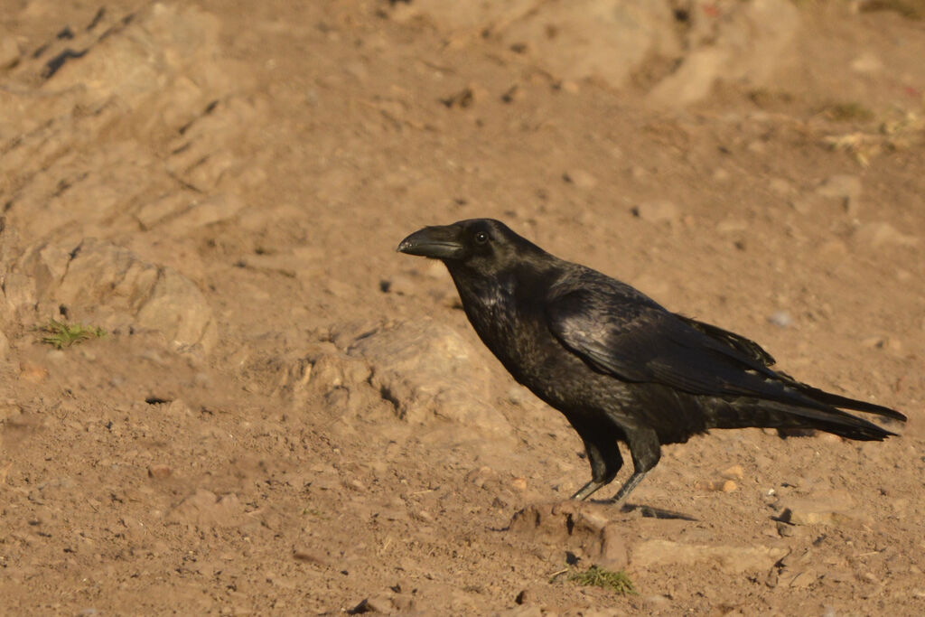 Grand Corbeauadulte, identification