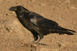 Northern Raven