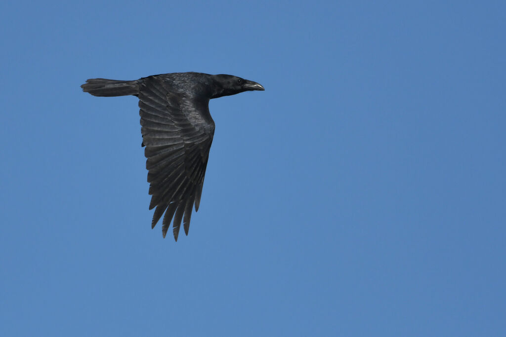 Northern Ravenadult, Flight