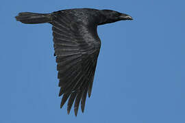 Northern Raven