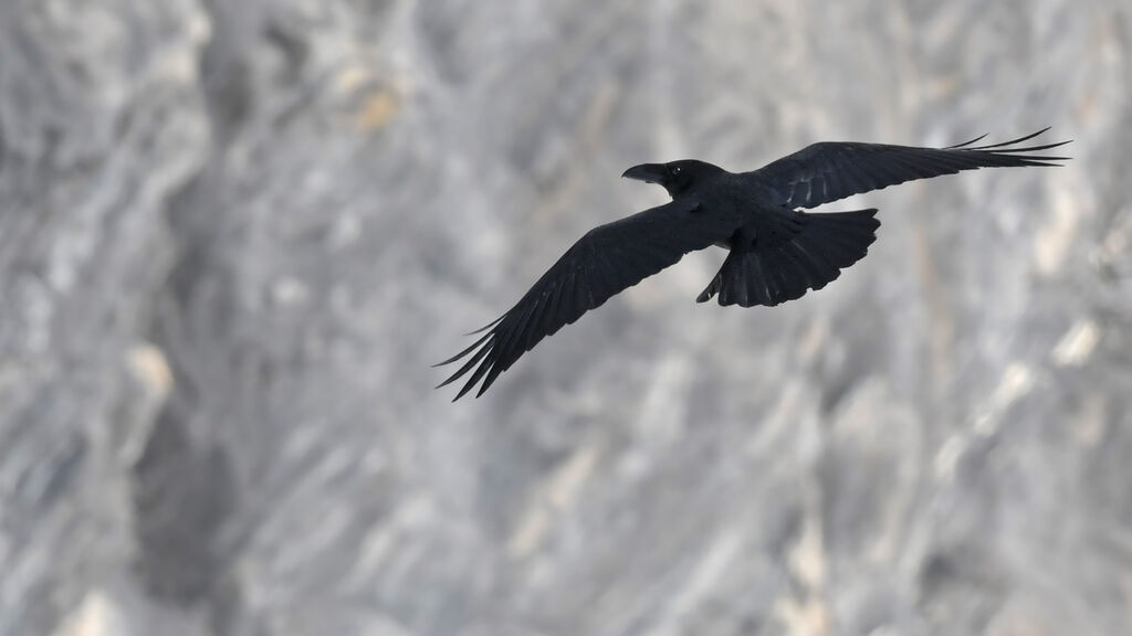 Northern Ravenadult, habitat, Flight