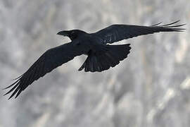 Northern Raven