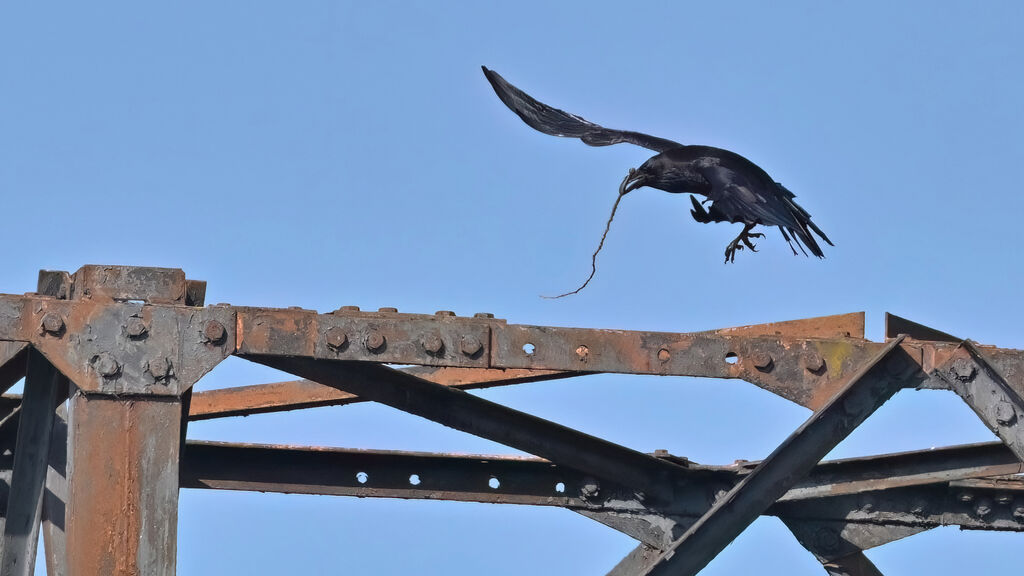 Northern Ravenadult, Reproduction-nesting