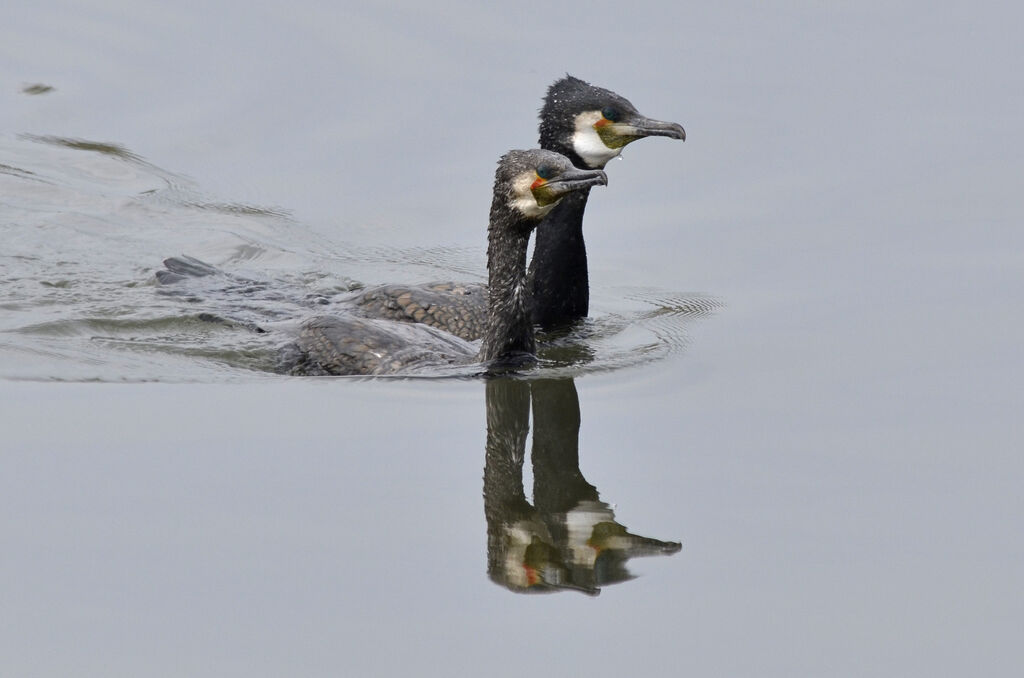 Great Cormorantadult breeding