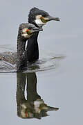 Great Cormorant