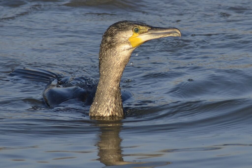 Great Cormorant