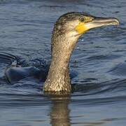 Great Cormorant