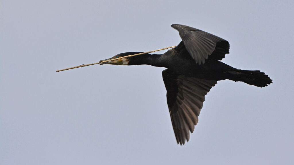 Great Cormorant, Reproduction-nesting