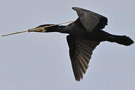 Great Cormorant