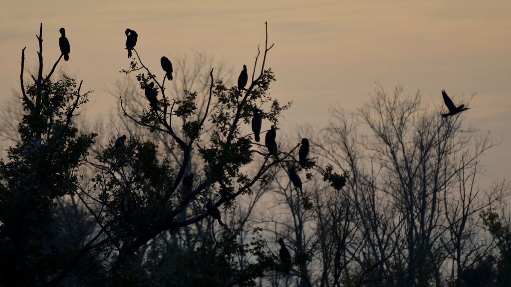 Great Cormorant, Behaviour