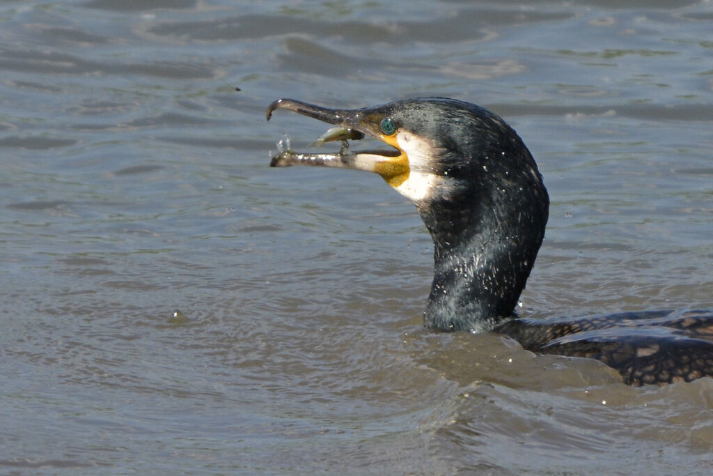 Great Cormorantadult breeding, feeding habits