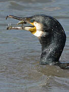 Great Cormorant