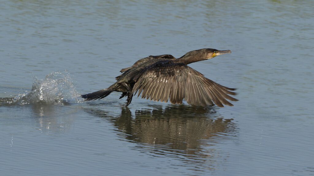 Great Cormorant, Flight