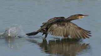 Great Cormorant