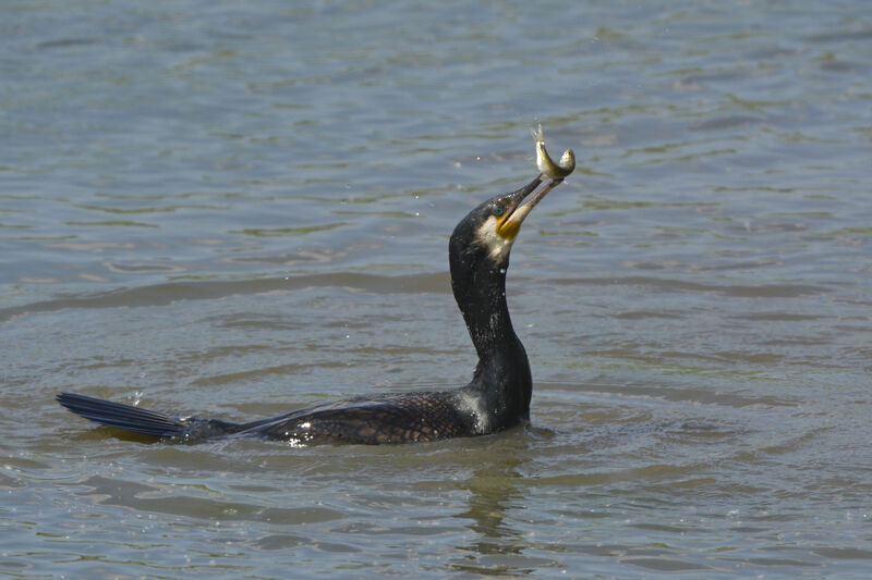 Great Cormorant, feeding habits