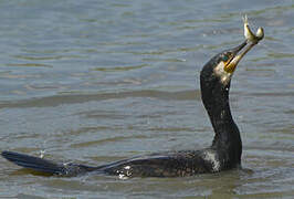 Great Cormorant