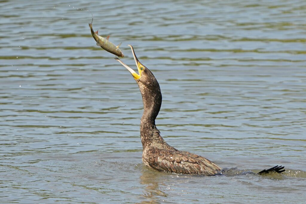 Great Cormorant, feeding habits