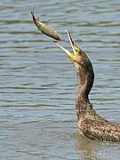 Great Cormorant