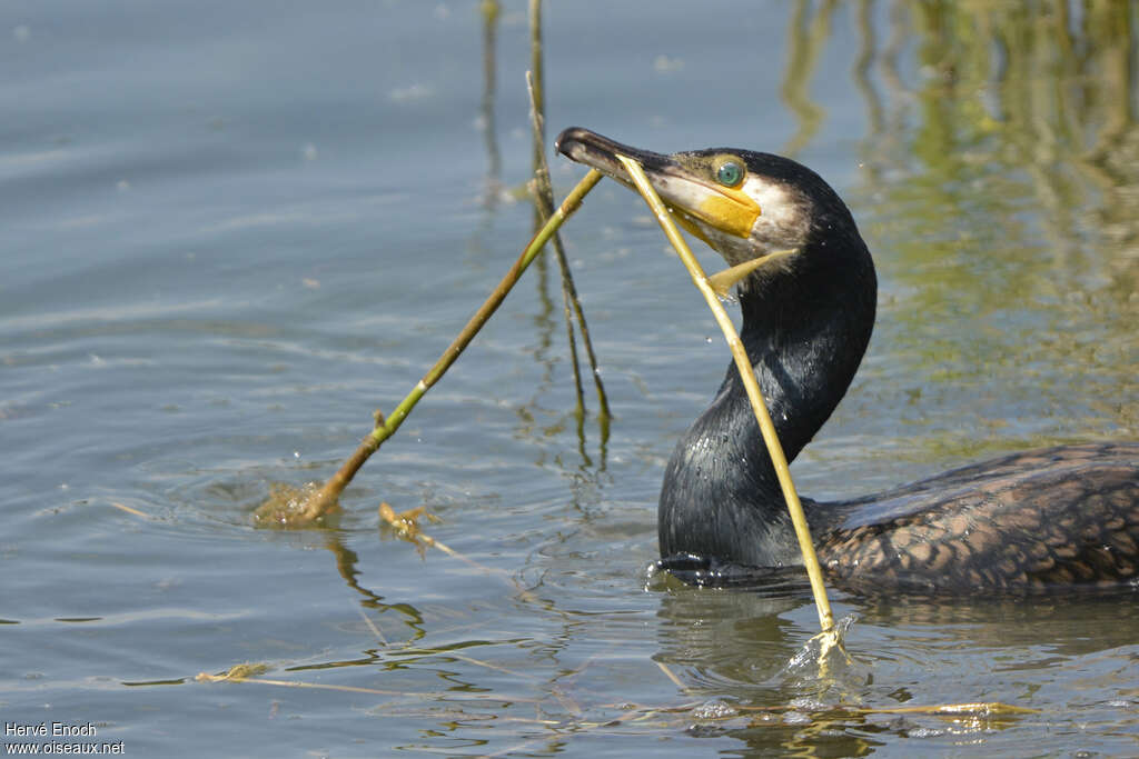 Great Cormorantadult, Reproduction-nesting