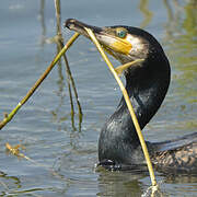 Great Cormorant