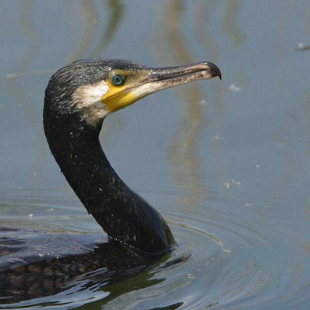 Great Cormorantadult, close-up portrait