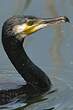 Grand Cormoran