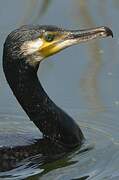 Great Cormorant