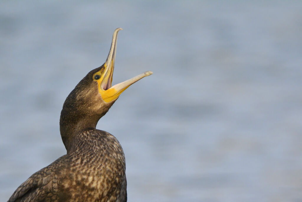 Great Cormorant