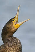 Great Cormorant