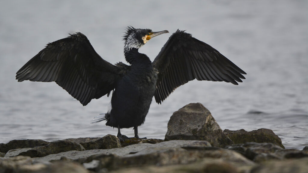 Grand Cormoranadulte nuptial