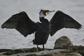 Great Cormorant