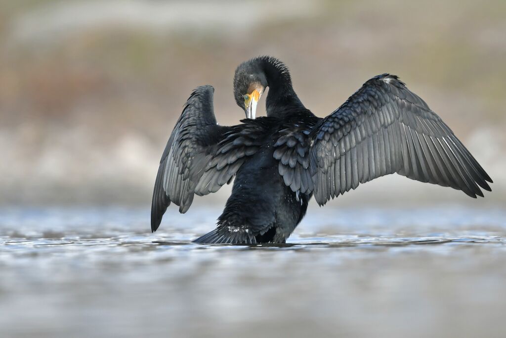 Grand Cormoranadulte, soins