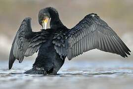 Great Cormorant