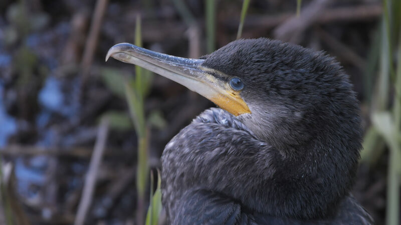 Great Cormorantjuvenile, close-up portrait