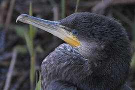 Great Cormorant