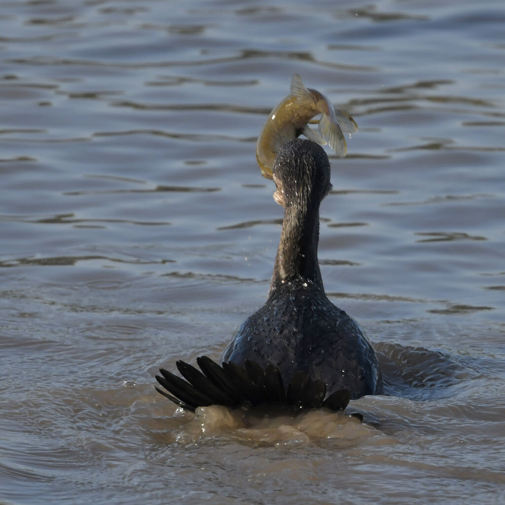 Great Cormorantadult, feeding habits, fishing/hunting